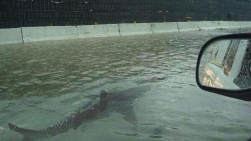Шок и ужас в мрежата след тази СНИМКА на акула на магистралата в Хюстън