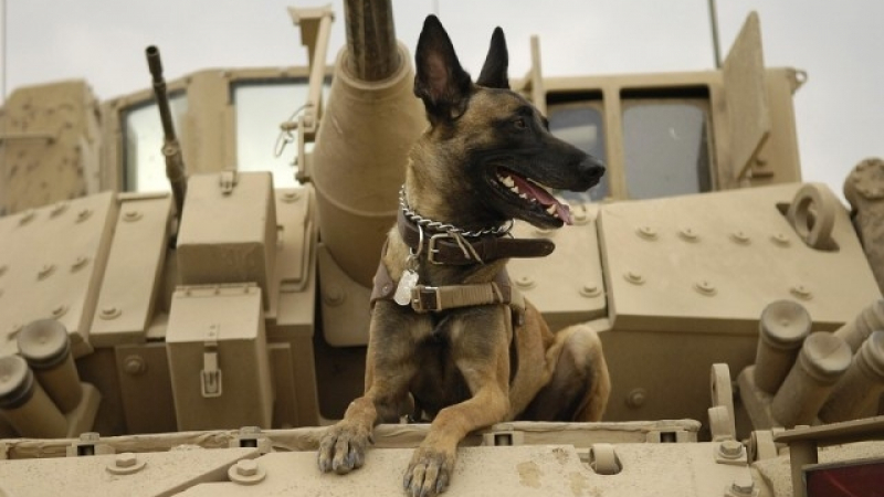 Колко струва едно напълно обучено военно куче?