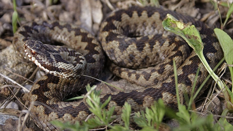 Змии хапят по 200 души през лятото