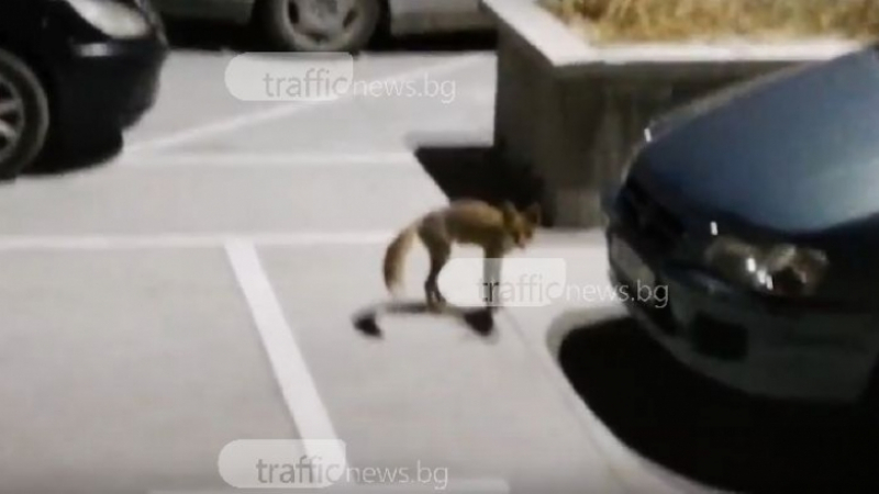 Лисица се разходи из пловдивски квартал (СНИМКИ/ВИДЕО)