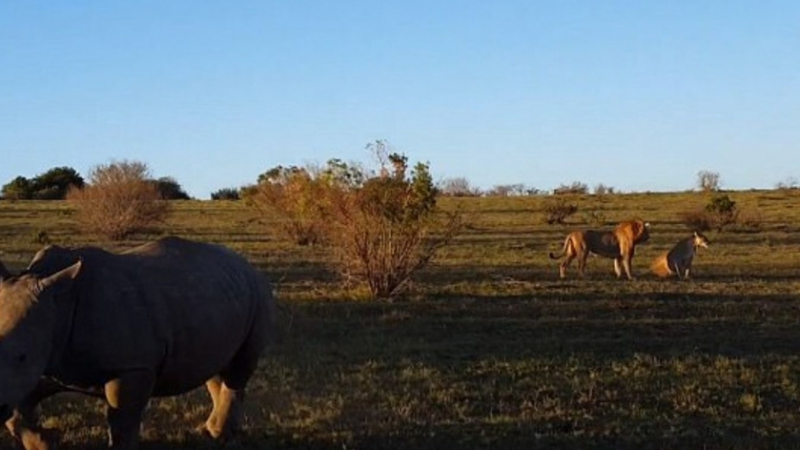 Нахален носорог прецака секса на двойка лъвове (ВИДЕО 18+)
