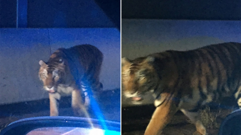 Побесняла тигрица избяга от цирка и се развилня в предградие на Атланта, 