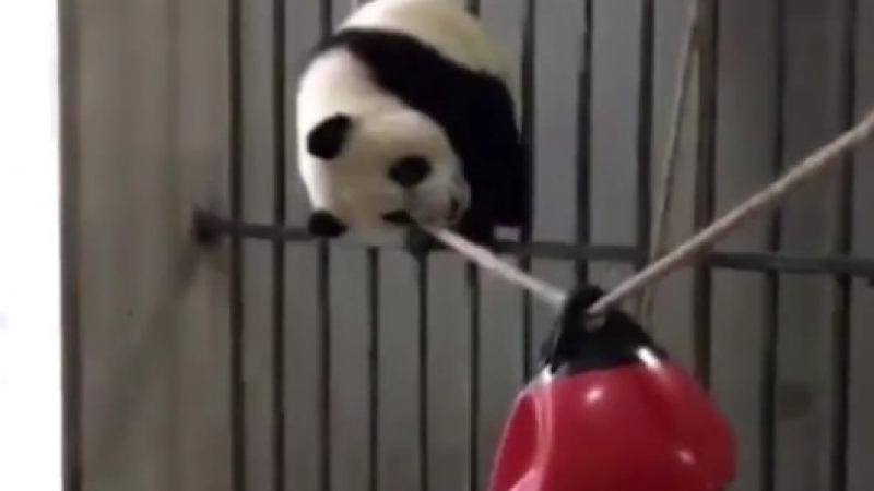 Вижте как панда ходи по въже! (ВИДЕО)