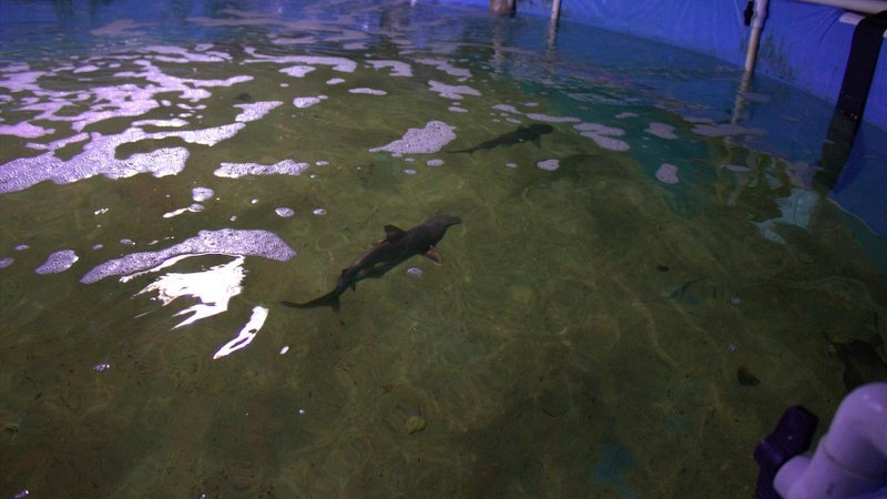 Полицаи претърсиха мазе в Лонг Айлънд и попаднаха на уникален "аквариум" с хищници! (СНИМКИ) 