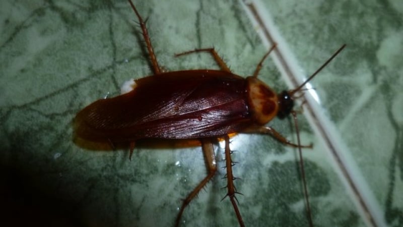 Огромни гнусни насекоми вгорчиха живота на пловдивчани (СНИМКИ)