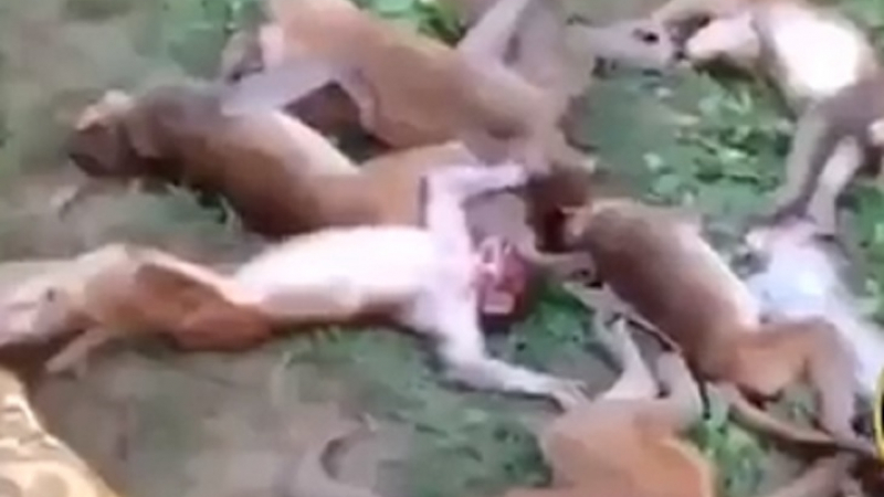 Нелепа случка в Индия: Дузина маймуни умряха от ... страх (ВИДЕО)