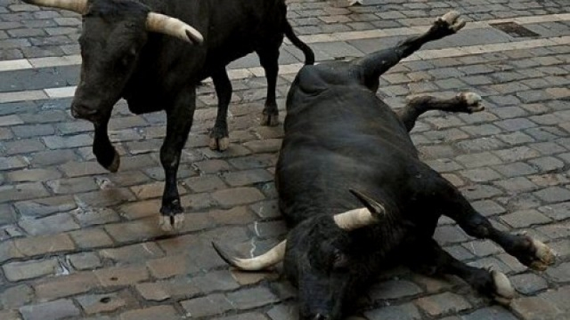Сигнал до БЛИЦ! Стадо говеда блокира движението в "Люлин" (ВИДЕО/СНИМКА)