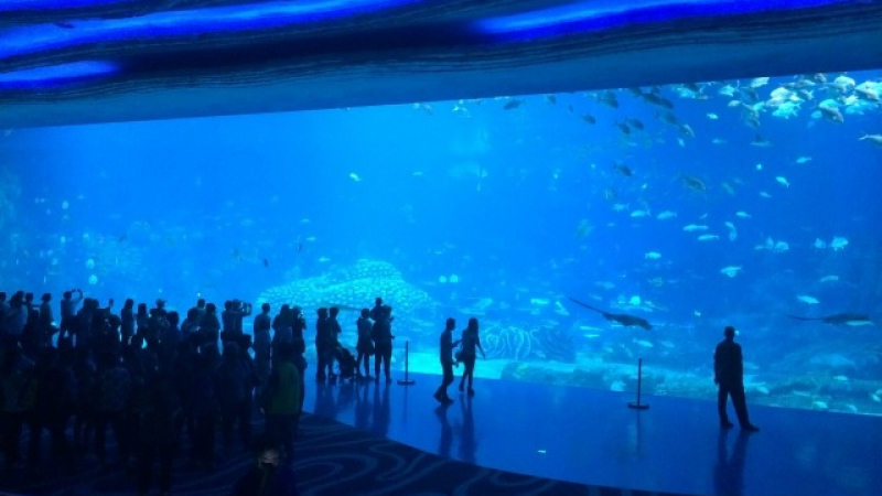 10-те най-големи аквариума в света (СНИМКИ)