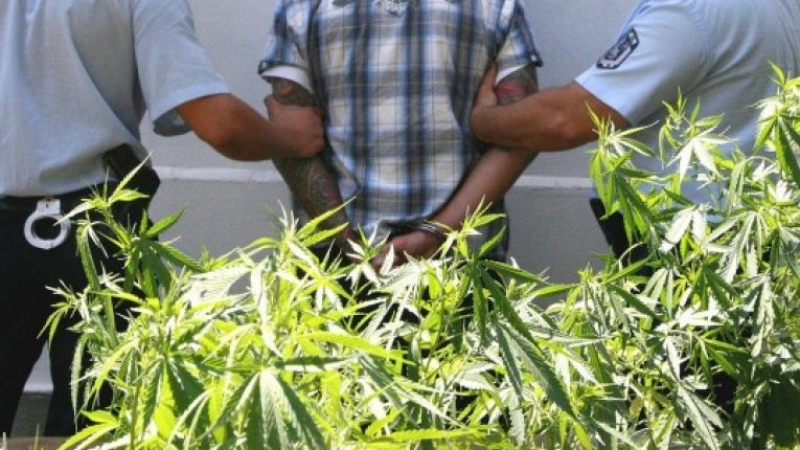 Собственик на наркооранжерия в Сандански си поливаше 165 корена канабис, но изведнъж