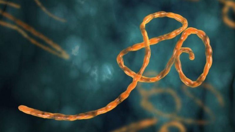 Пробив в медицината: Има ваксина срещу Ебола!