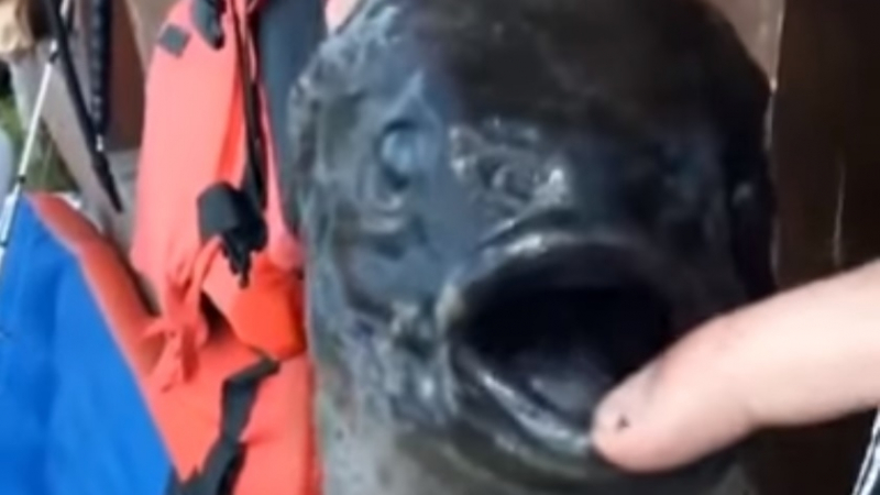 Рибар улови чудовище с две усти, смята, че е от друга планета (ВИДЕО)