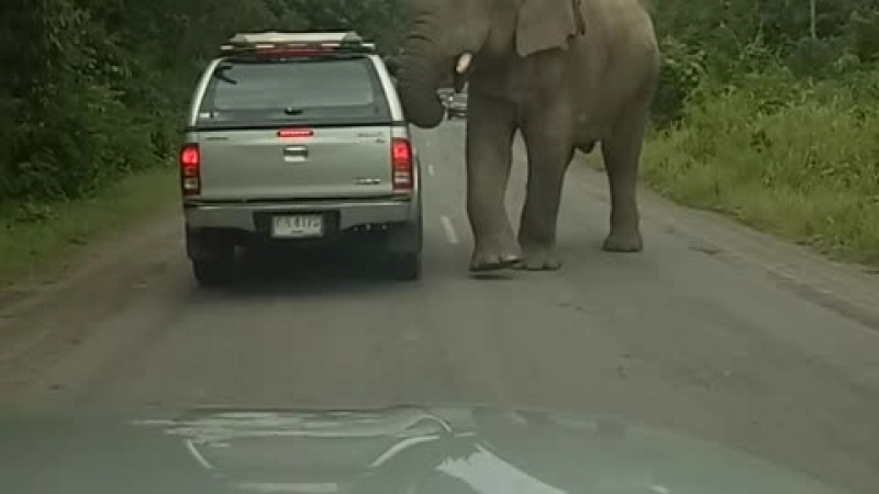 Вижте как своенравен слон създаде доста неприятности на шофьор (ВИДЕО)