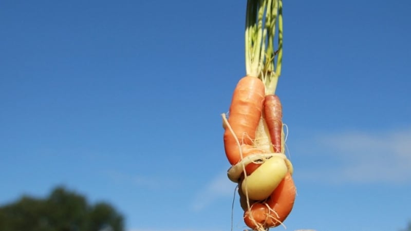 Американски градинар отгледа най-тежкия морков, зеленчукът тежи цели...