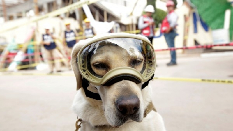 Невероятната история на кучето Фрида, което се превърна в герой, след земетресенията в Мексико 