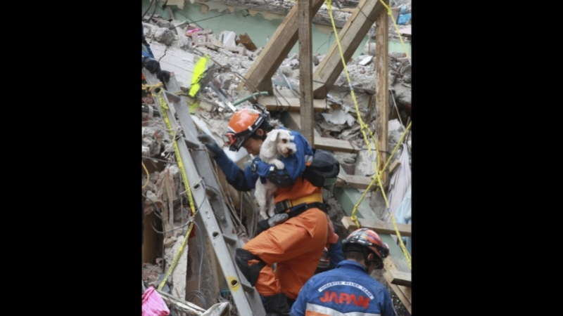 Шест дни след труса: Спасиха кученце от развалините в Мексико (СНИМКИ)