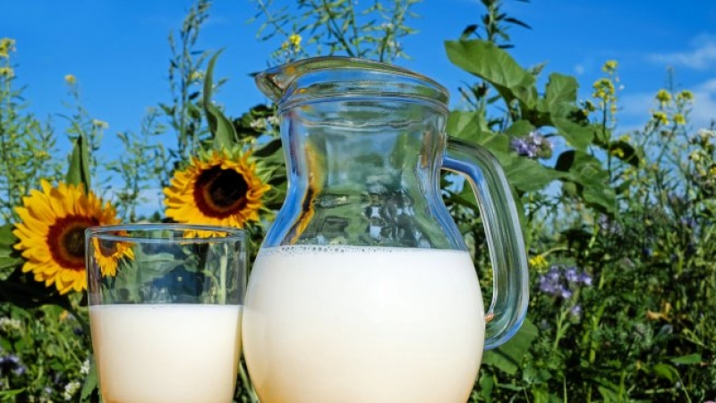 Експерти алармират: Около 50% от млякото стига до мандрите
