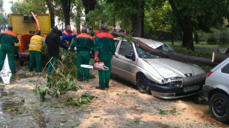 Дърво премаза две коли в Пловдив, собствениците ще съдят общината (СНИМКИ)