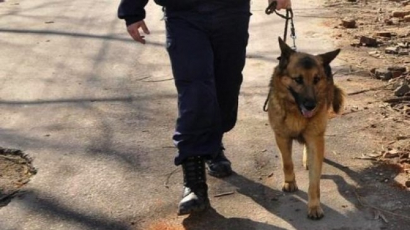 Граничарското куче Ричи е героят, изловил наркотика за над 12 милиона лева! Първи СНИМКИ на дрогата от „Капитан Андреево“ (ВИДЕО)