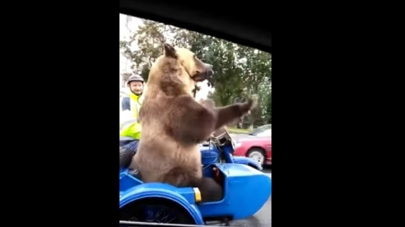 Това може да се види само в Русия: Тази мечка шокира шофьор (ВИДЕО)