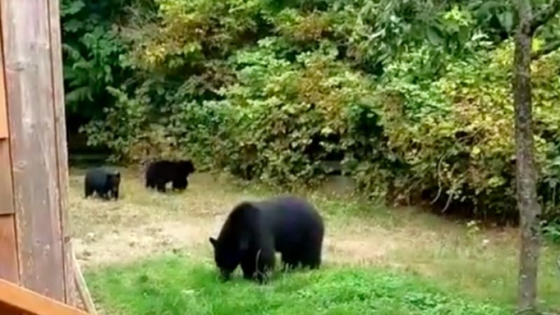 Такава среща с мечоци вие със сигурност не сте виждали (ВИДЕО)