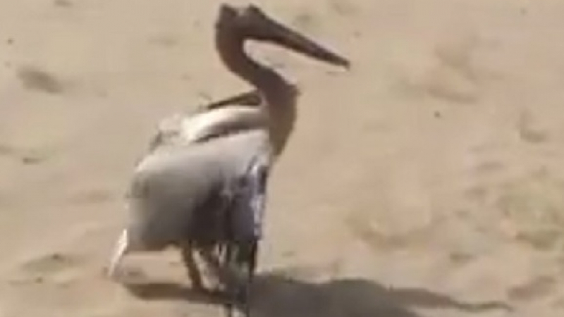 Добрата новина! Спасиха пеликан със счупено крило, бедстващ на несебърския плаж (ВИДЕО)