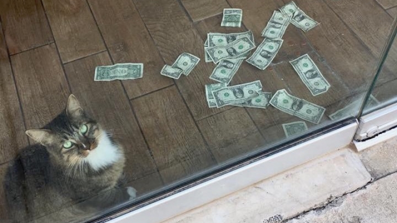 Котка - филантроп "граби" парите на случайни минувачи (СНИМКИ)
