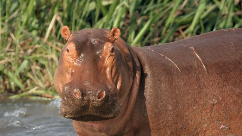 „Кървавата пот“ на хипопотамите прави нещо уникално