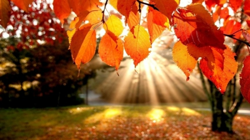 9 прекрасни есенни цитата, с които да отпразнуваме сезона (СНИМКИ)