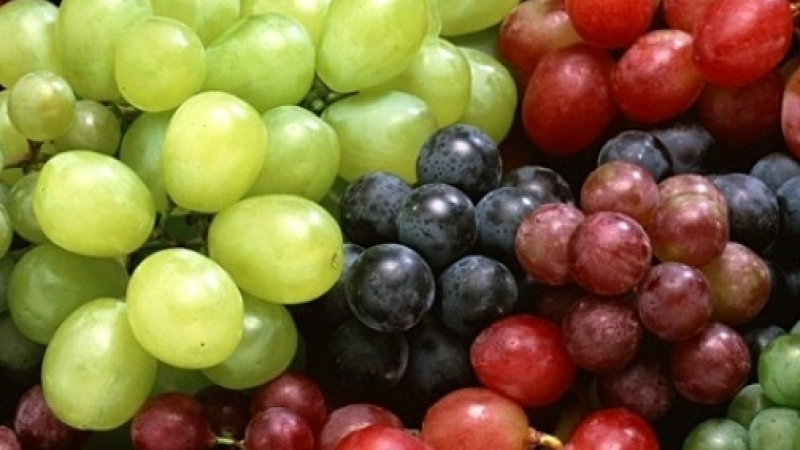 Стопаните в Търновско чакат критично ниски добиви от грозде 