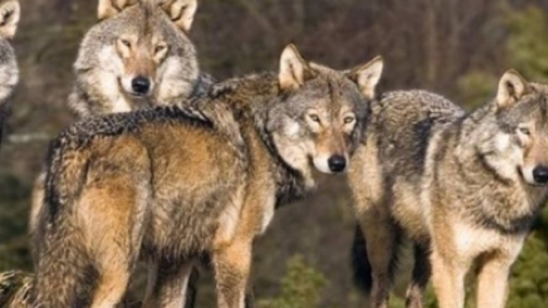 Ужасяваща гледка! Вълци разкъсаха ловджийски кучета в Гърция (СНИМКИ +18) 
