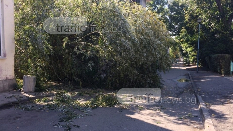 Инцидент в Пловдив: Дърво падна върху млада жена