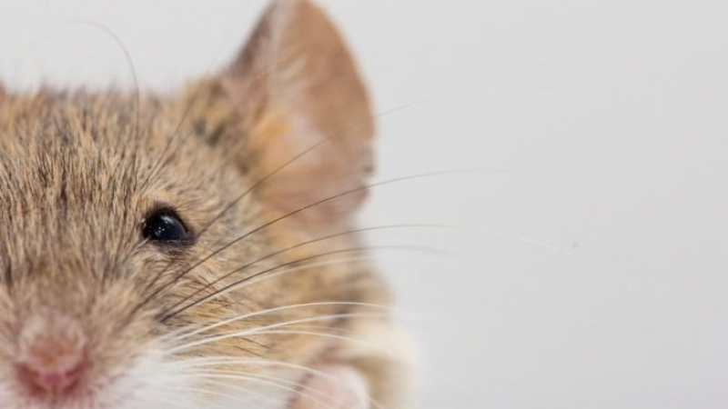 Пробив: Учени унищожиха почти 100% К-19 от дробовете на мишки