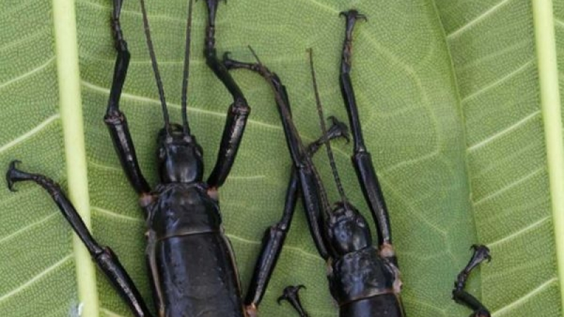 Учени със сензационно откритие: Изчезнало преди 100 години гигантско насекомо се оказва живо (СНИМКА)