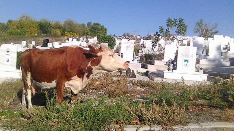 Крави тъпчат гробове в Кърджали
