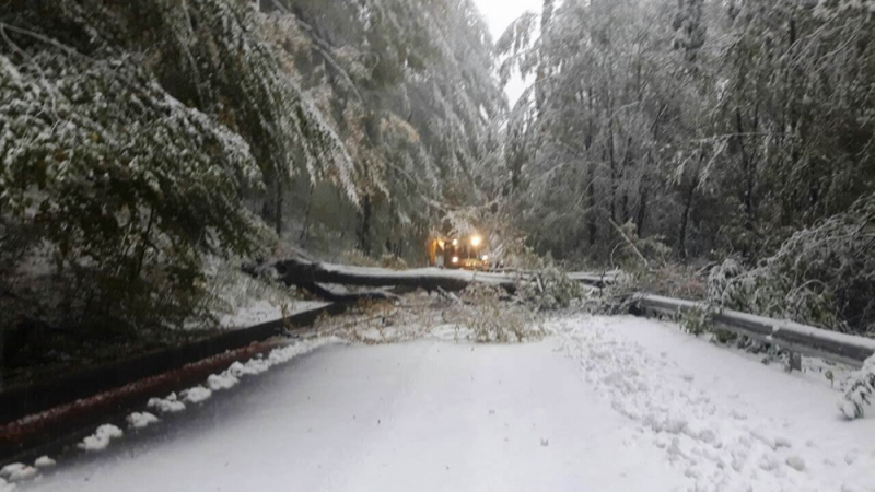 Дърво падна в София и причини транспортен хаос (СНИМКА)
