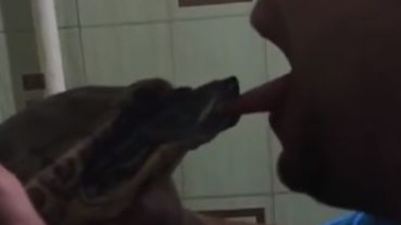 Безумец реши да целува костенурка и...хората със слабо сърце е по-добре да не гледат това ВИДЕО 