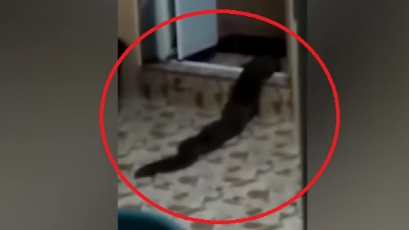 Невиждано двуметрово чудовище изпълзя от тоалетната на къща (ВИДЕО)