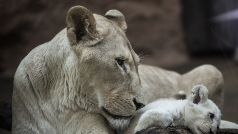 Четири бели лъвчета се родиха във френски зоопарк (ВИДЕО)