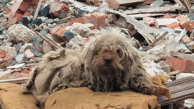 Сърцераздирателни СНИМКИ: Изоставени от стопаните си кучета продължават да пазят останките от съборените им къщи