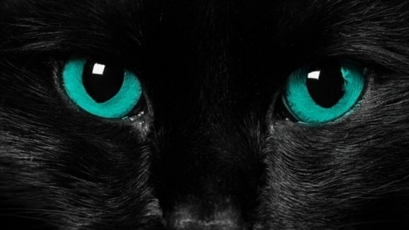 Откъде черните котки са придобили лошата си репутация и защо не я заслужават