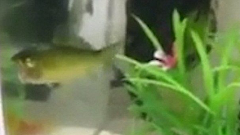 Рибка зомби продължава да плува няколко дни след като главата й е откъсната (СНИМКИ/ВИДЕО)