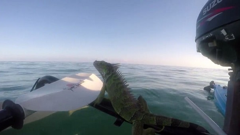 Мъж спаси игуана, плуваща насред океана (ВИДЕО)
