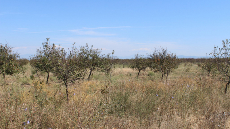 Докъде се докарахме! Аграрен специалист шокиращо: До 10 години в България вече няма да се произвеждат ябълки