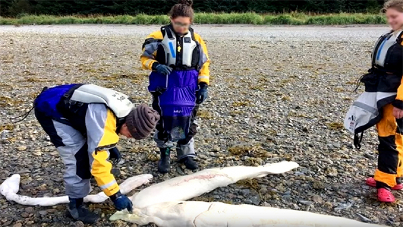 Рибар се натъкна на останки от загадъчно чудовище на плаж в Аляска (ВИДЕО) 