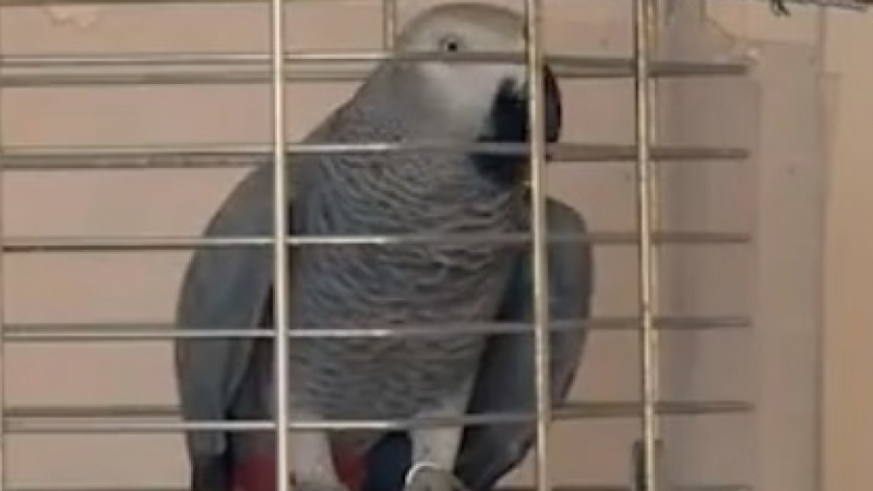 Клюкар: Джаро е най-приказливият папагал у нас (ВИДЕО)