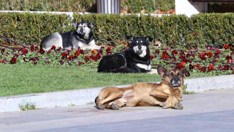 Кой трови кучета из парковете на София? (ВИДЕО)
