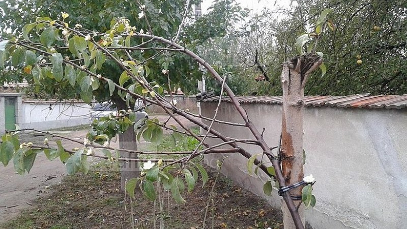 Овошките край Пловдив цъфнаха – чака ли ни сурова зима? 