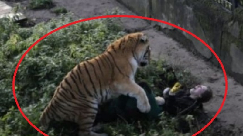 Ужасяваща СНИМКА: Тигър нападна жена в зоопарк, последствията са шокиращи!