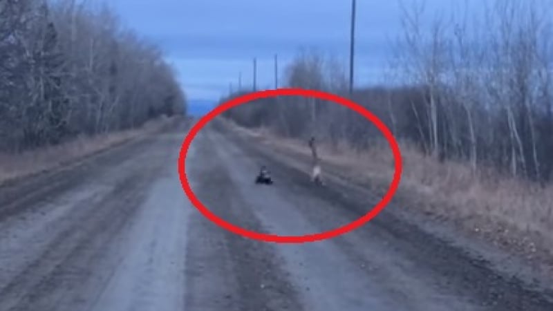 Зъл скункс разказа играта на плашлива пума (ВИДЕО)