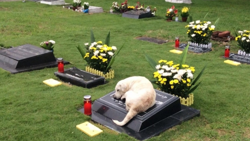 СНИМКА на тъжно куче, лежащо на гроб, разплака интернет 